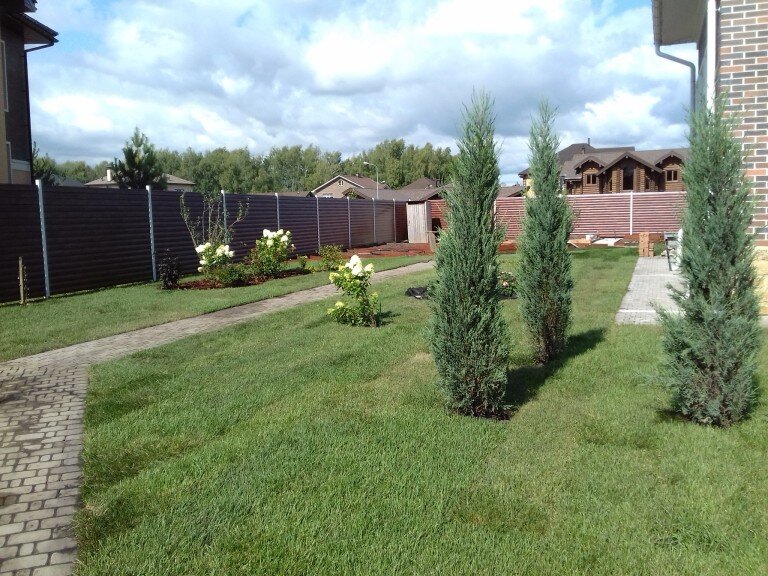 Можжевельник скальный Блю Эрроу