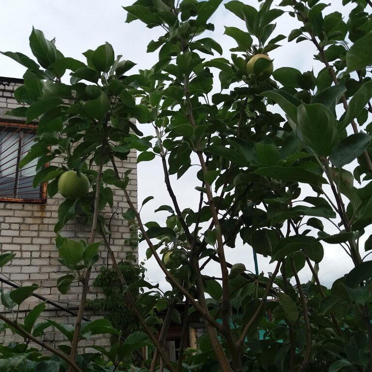 Яблони возраст 5+. Урожай в год посадки.