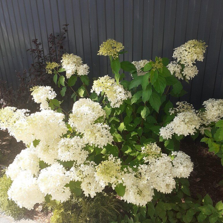 Гортензия метельчатая-украшение вашего сада 