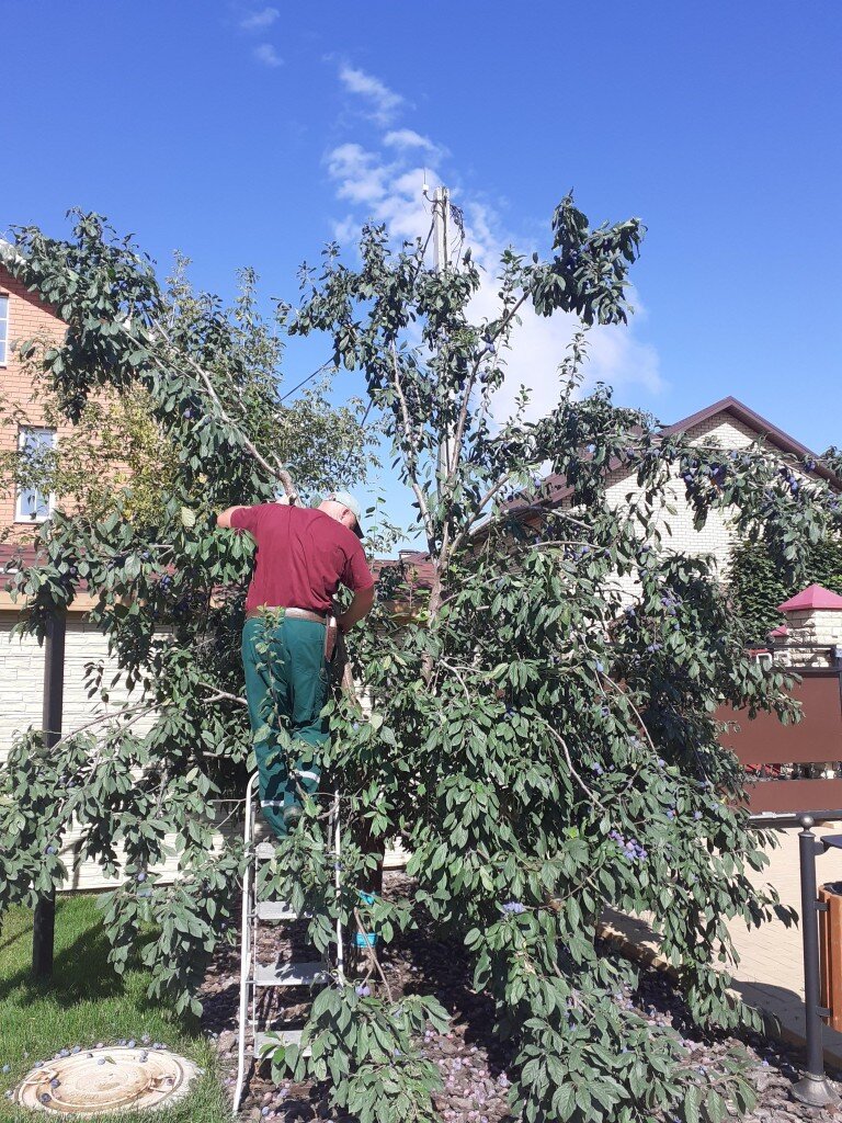1 этап обрезки сливы: понижение кроны, соподчинение ветвей, перераспределение нагрузки, с сохранением максимального количества урожая.