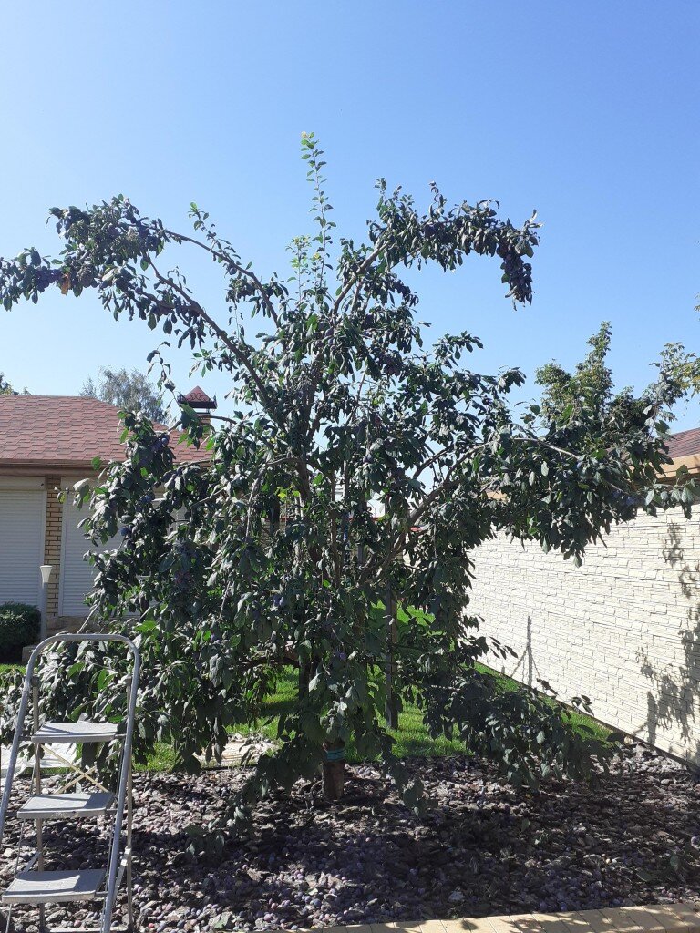 Промежуточный итог обрезки запущенной сливы.