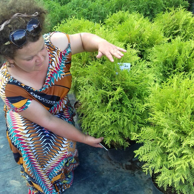 Хвойные растения 