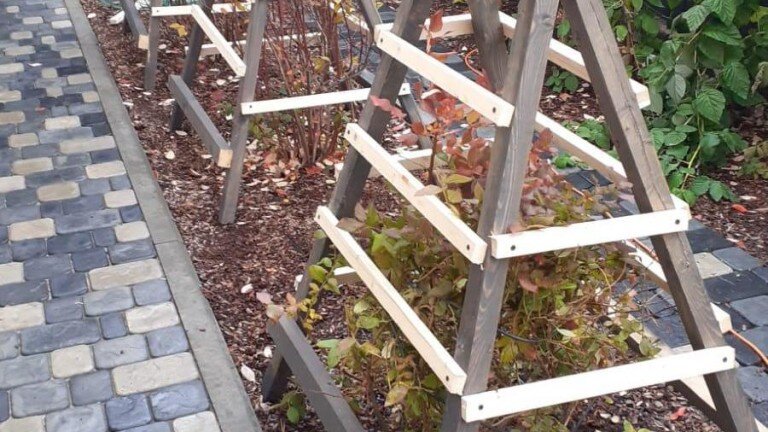 Укрытие  голубики- установка каркасов.