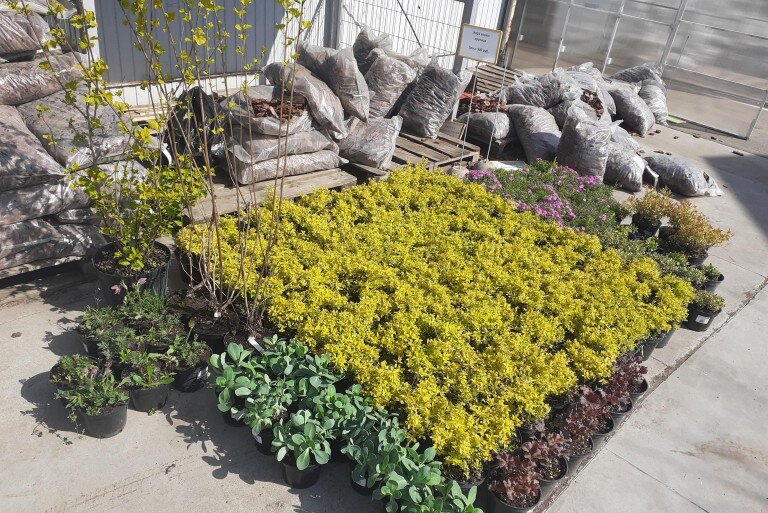 Подбор растений  для сада