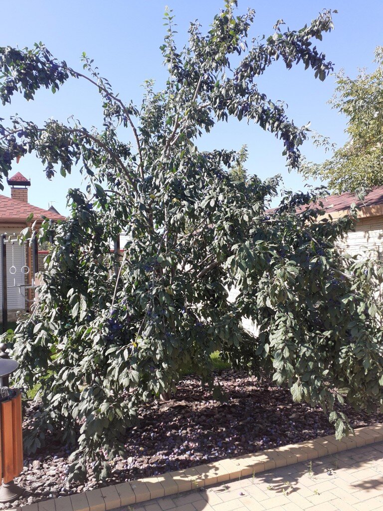 Вот так эта слива выглядела до обрезки. Проблемы: кластерное ветвление; равнозначные развилки; плохая сбежистость, плодоношение на периферии кроны, загущенность