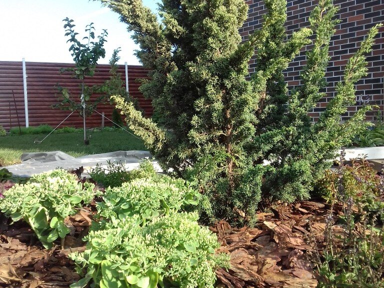 Можжевельник китайский