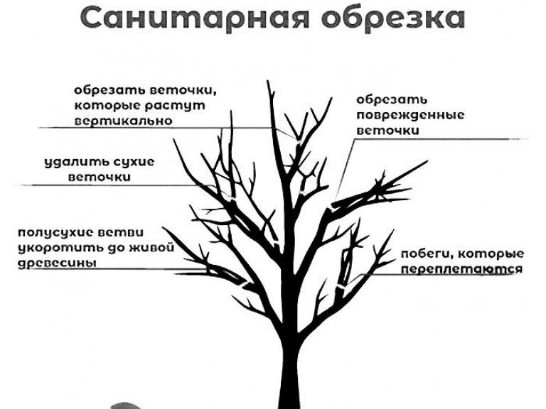 Санитарная обрезка