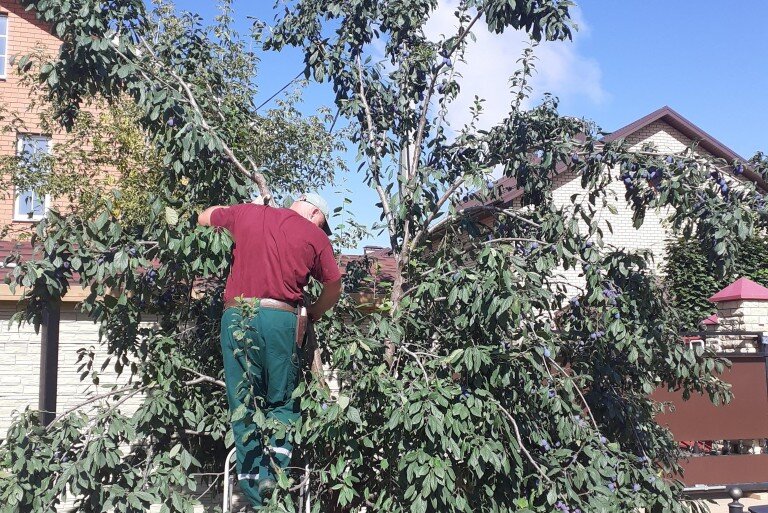 Обрезка деревьев и кустраников