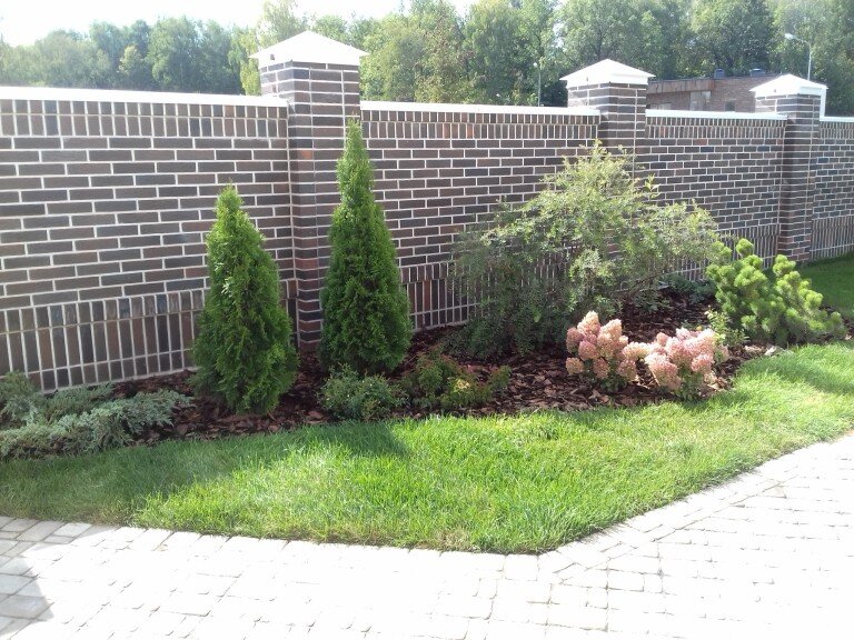 Можжевельник, туя Смарагд 
