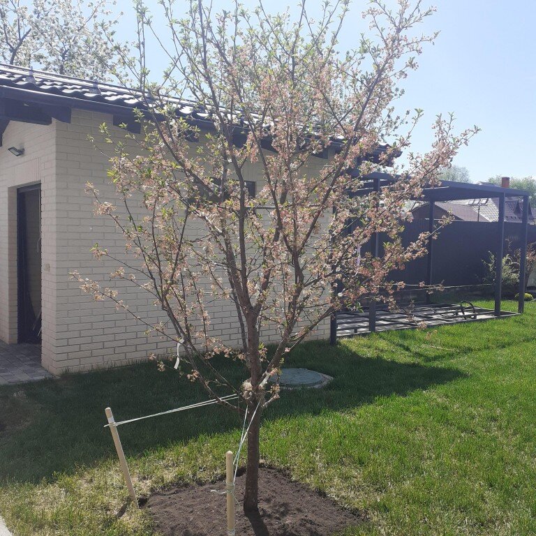 Вишня сорт Шоколадница возраст 5+ лет
