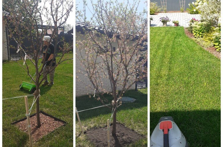 Подкормка растений (внесение удобрений)