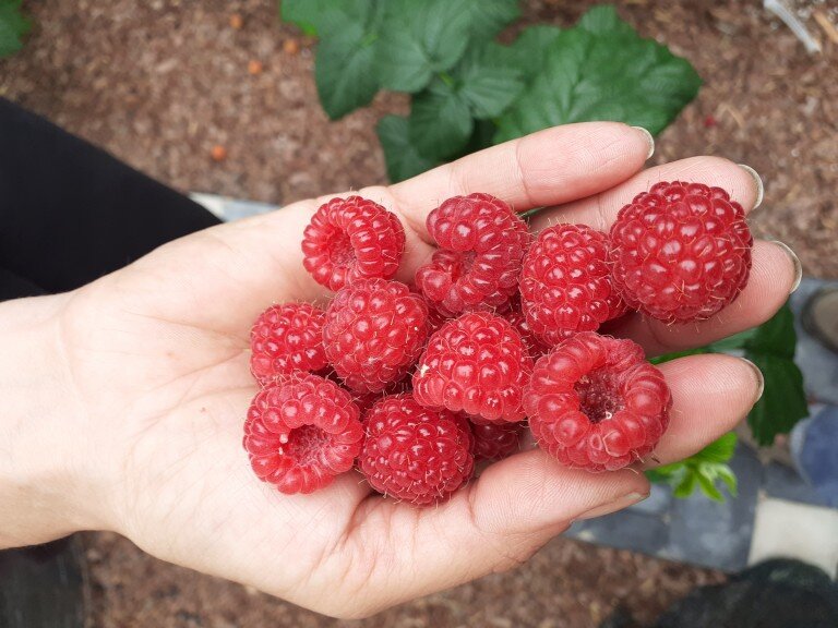 Обрезка плодовых кустарников для увеличения урожайности