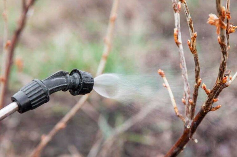 Обработка от болезней и вредителей