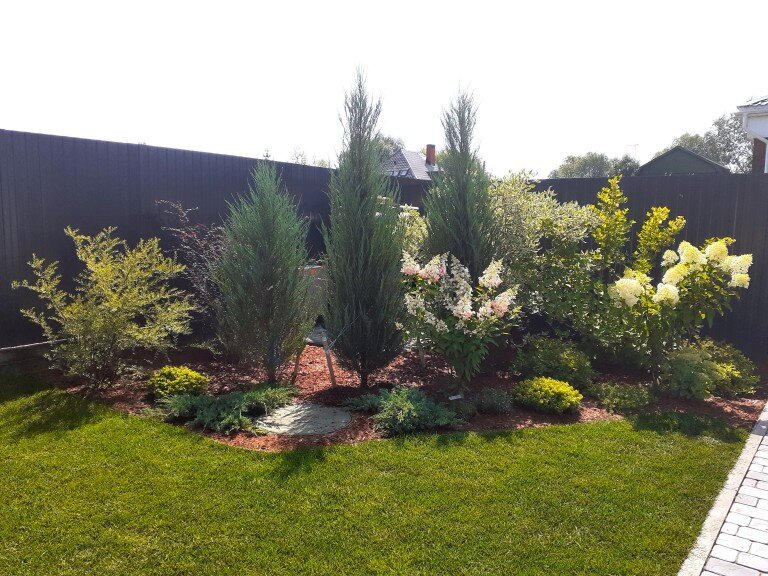 Можжевельник  Блю Карпет, Можжевельник Блю Эрроу
