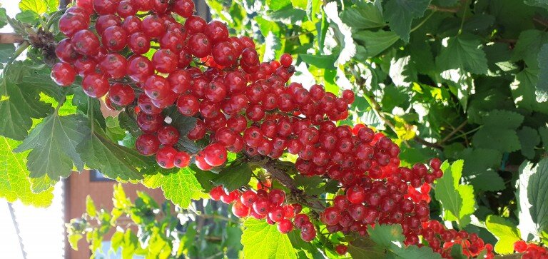 Красная смородина, урожай 2023 года