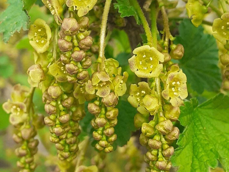 Красная смородина 