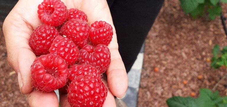 Малина. Осенний сбор.