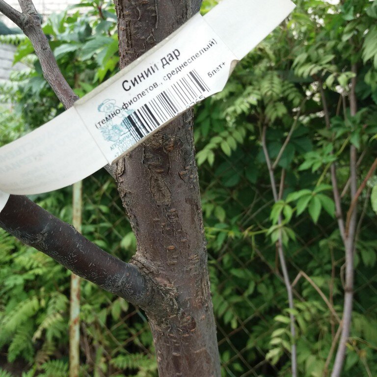 Любимый сорт сливы- Синий дар
