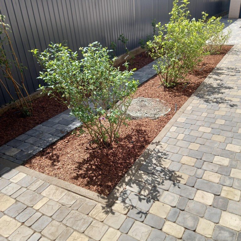 Плодовые кустарники для сада