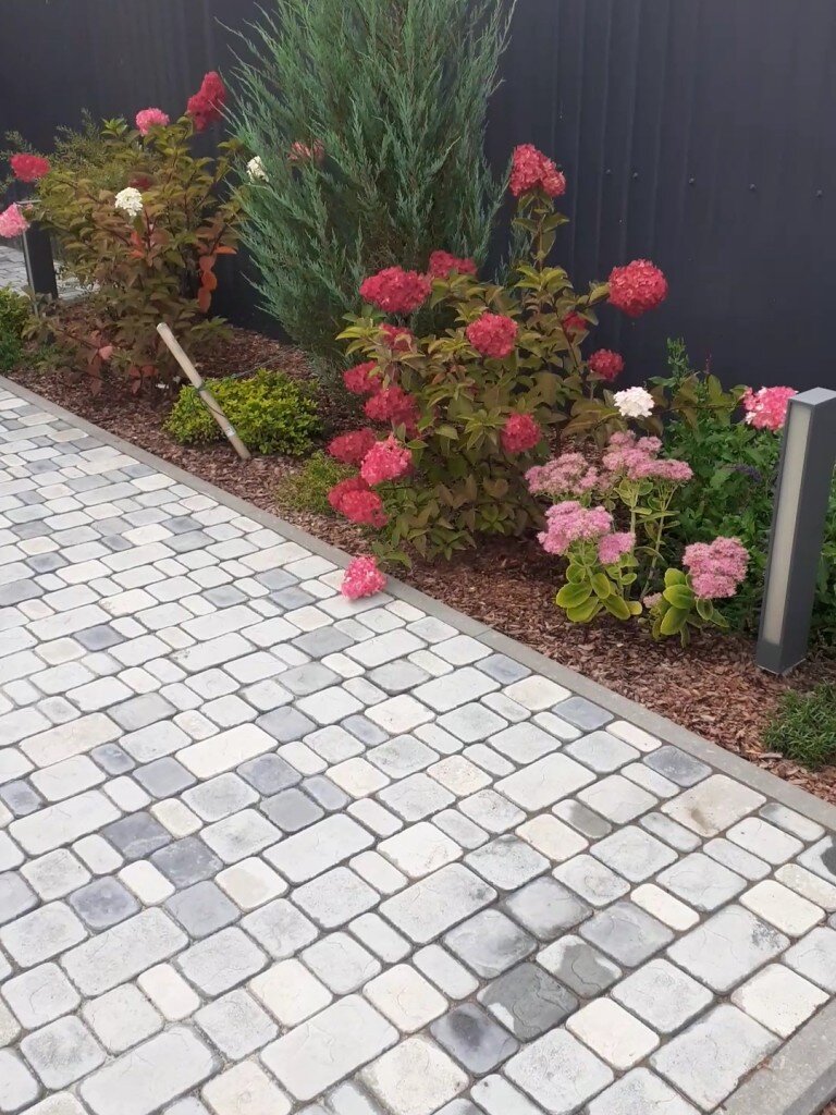 Гортензия метельчатая -Fraise Melba 
