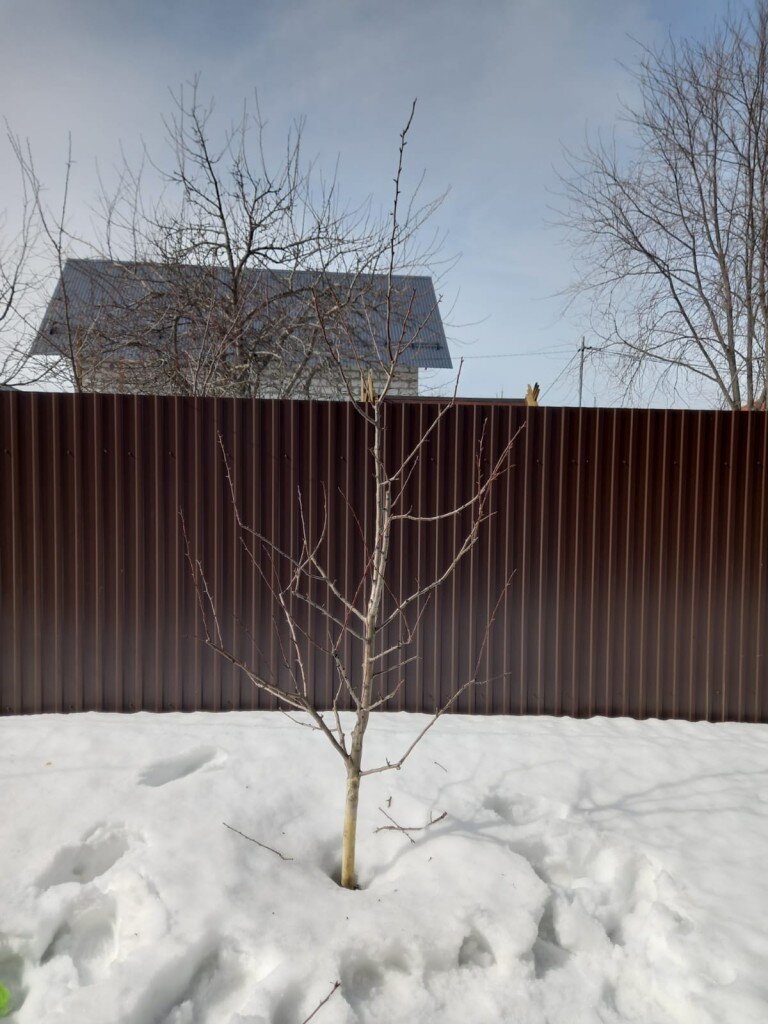 Первая обрезка груши 2024 г.