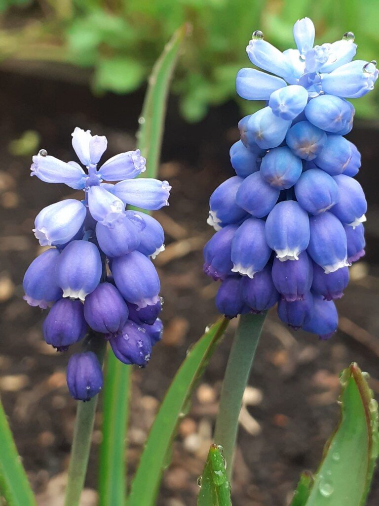 Ранневесенний уход в саду