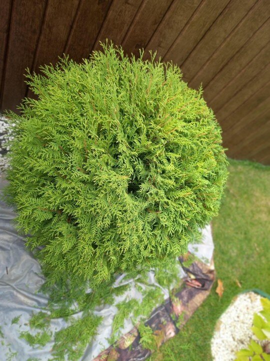 Газон без сорняков