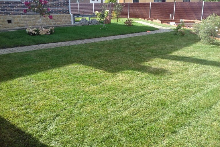 Было: строительный мусор и глина, стало: чистое газонное покрытие. На фото газон после 1-го покоса