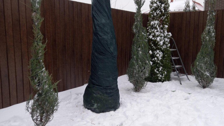 Зимнее укрытие скальных можжевельников и туй.