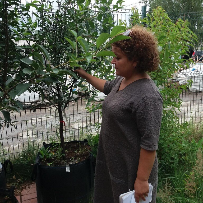 Плодовые деревья- акцент на урожайность