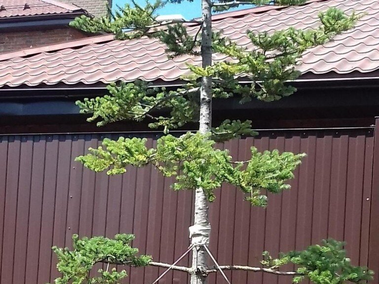 Формирующая обрезка деревьев