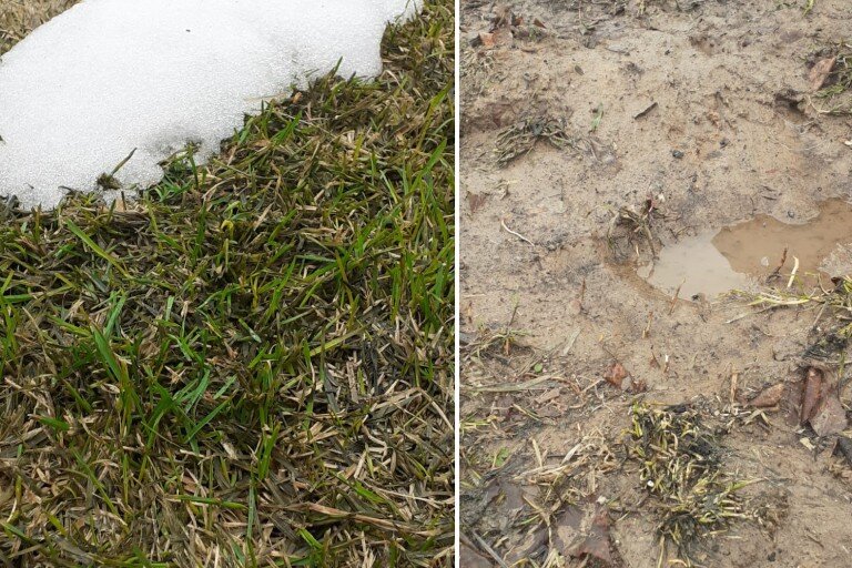 Слева:  март-участок с рулонным газоном. По газону можно ходить грязи нет.  Справа: тот же сезон, почва в естественном виде, зарастает сорняками, весной грязно.