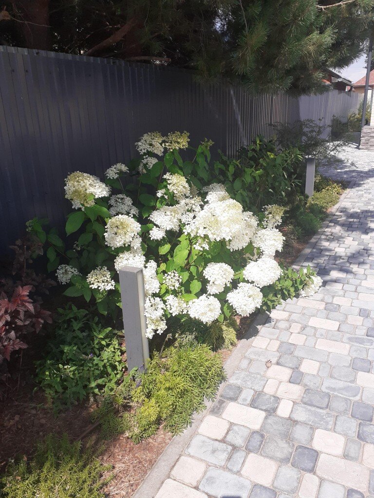 Гортензия метельчатая Фантом.
