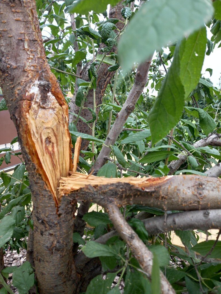 Разлом  одного из стволов сливы в месте  равнозначной развилки. У этого дерева не было формирующей обрезки. Ветвление кластерное, дерево загущено и запущено. 