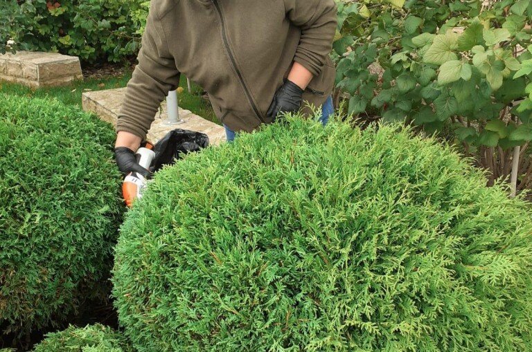 Стрижка кустарников