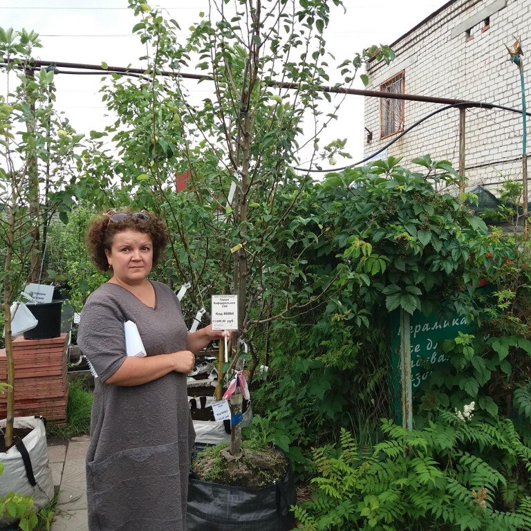 Выбираем грушу. Лада или Кафедральная?