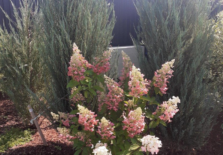 Скальные можжевельники и гортензия Pinky Winky
