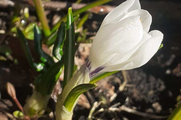 Весенние работы в саду