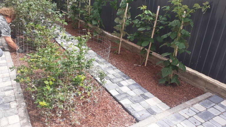 Разбили огород с ягодными кустарниками голубикой и малиной.