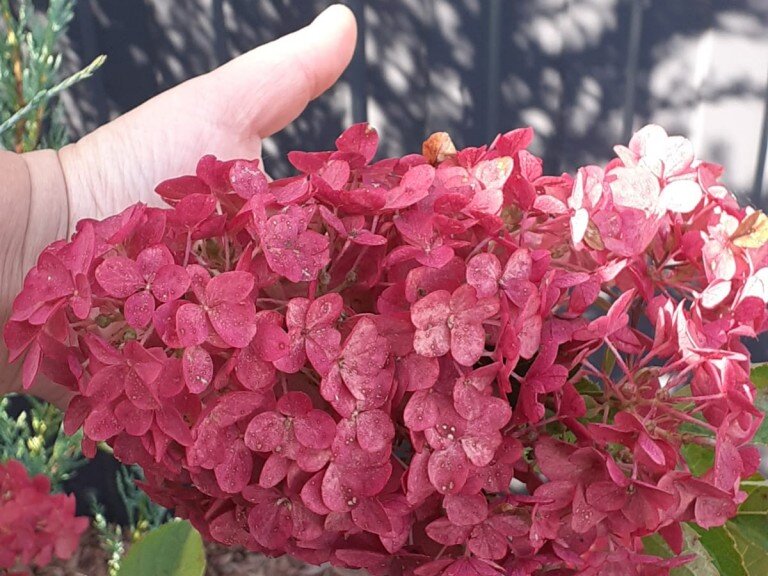 Гортензия метельчатая Фрайз Мельба