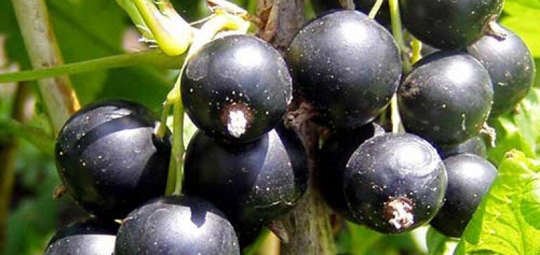 Черная смородина Геракл.