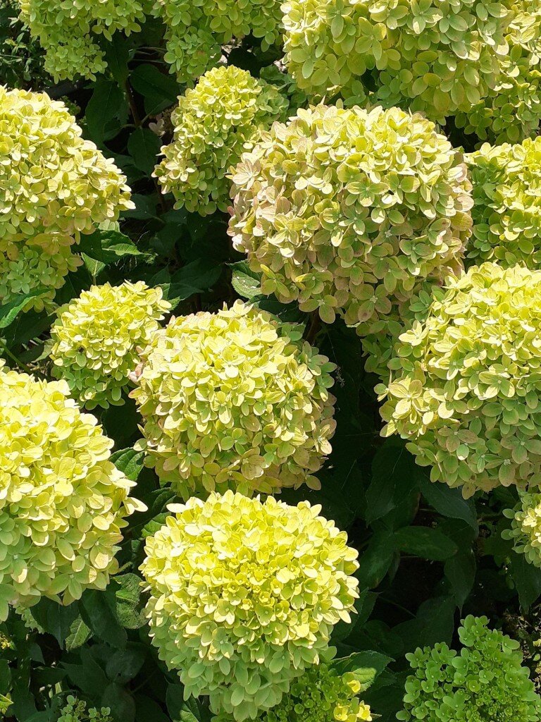 Гортензия метельчатая - Magical Sweet Summer 