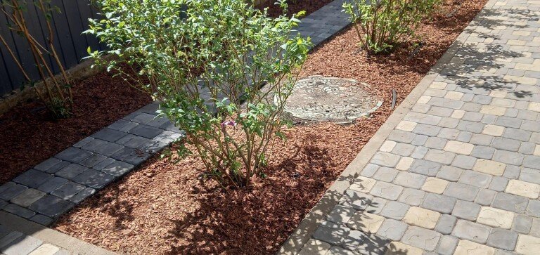 Голубика  сорта Ханна Чойс, Река, Нортланд. 
