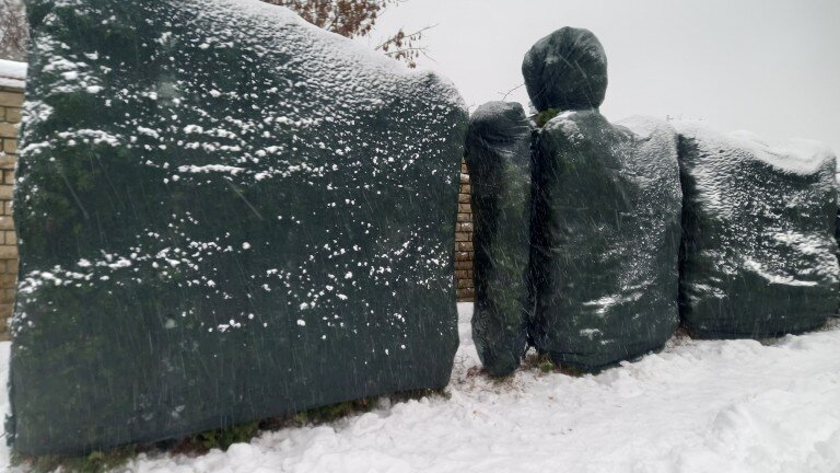 Защита туй от обгорания и разломов.