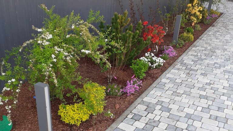 Яркий миксбордер непрерывного цветения. Спиреи, вейгела, азалии, гортензии, шиловидные флоксы, пузыреплодник и горные сосны.