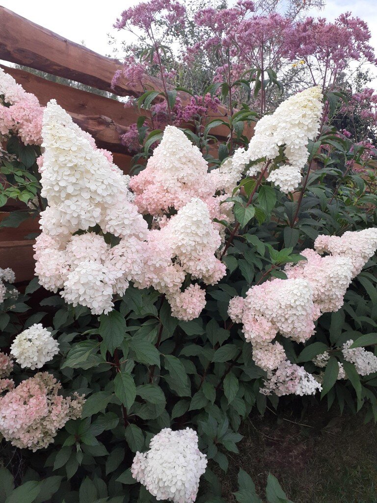 Гортензия метельчатая-Vanille Fraise